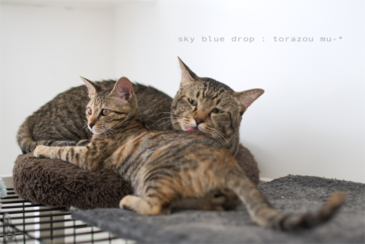 むーちゃんキレイキレイ