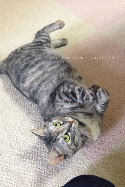 余裕のごろーん。