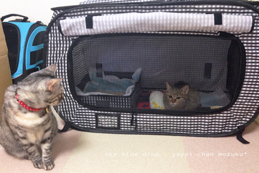 ファーストコンタクト