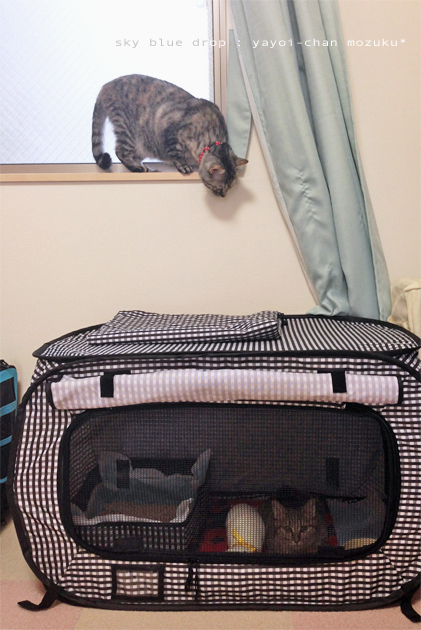 もずく！うしろうしろっr！