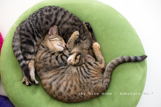 くっつきひっつき