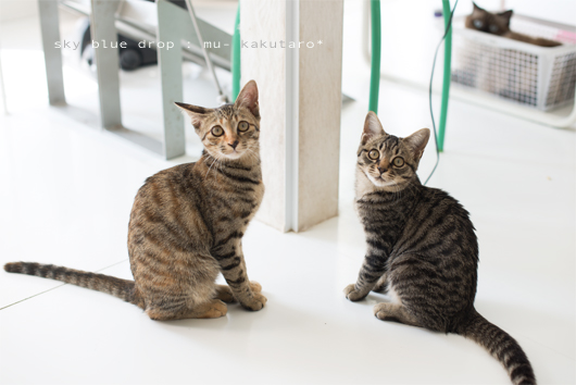 なんでしょう??