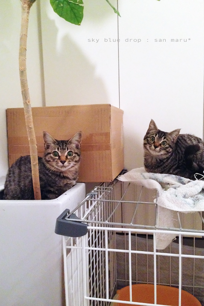 どんぐりまなこ