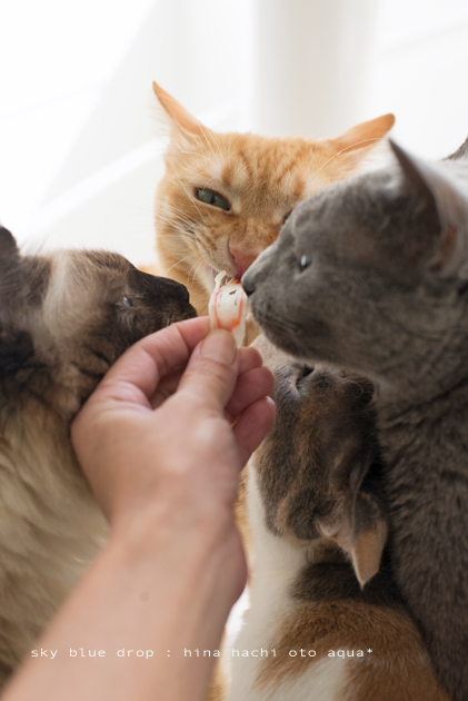 オヤツタイム２