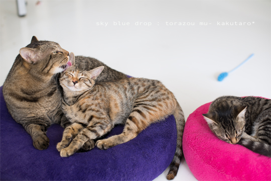 むふぉふぉふぉ