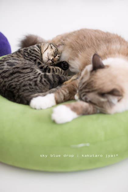 いい夢見てます