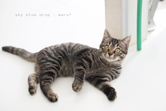 まんまるまるちゃん