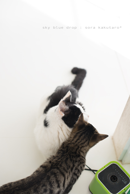 じーじとぼーず２