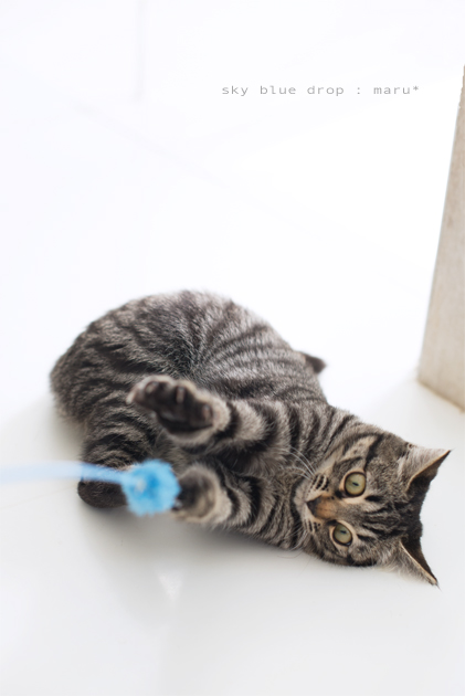 きゃっきゃきゃっきゃ