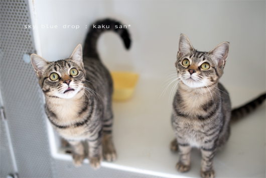 さんかくしかじか2