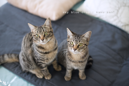 さんかくしかじか3