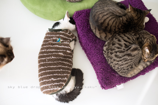 しましましま２