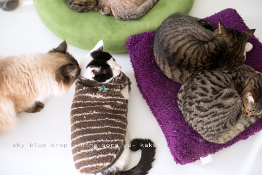 しましましま３