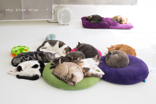 いつの間にやら集合