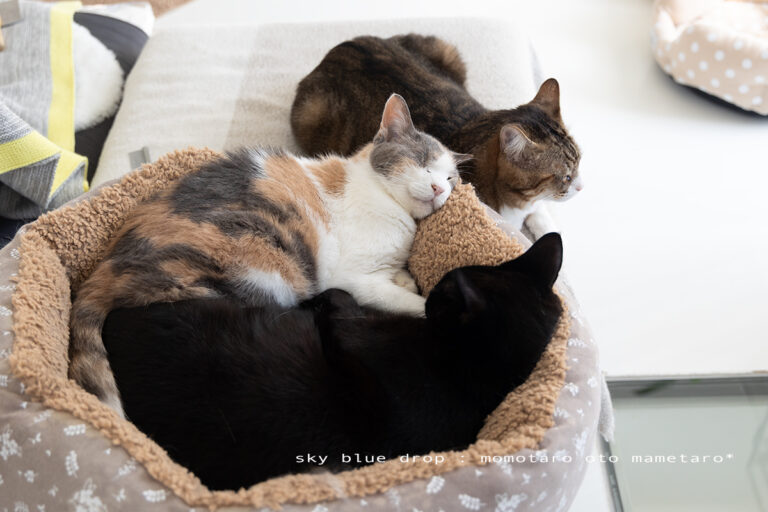 画像に alt 属性が指定されていません。ファイル名: 96417-768x512.jpg