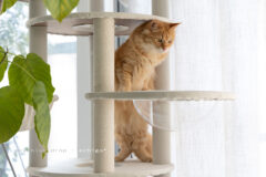 プカプカ猫 in sky sky blue drop～14ニャンズトネコハウス//